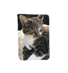 野良猫みーちゃん（個別スタンプ：10）