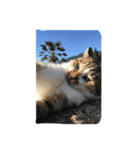 野良猫みーちゃん（個別スタンプ：11）