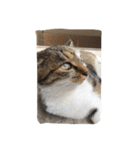 野良猫みーちゃん（個別スタンプ：12）