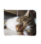 野良猫みーちゃん（個別スタンプ：16）