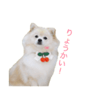 ポメラニアンのきなこ3（個別スタンプ：3）