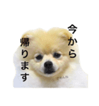 ポメラニアンのきなこ3（個別スタンプ：5）