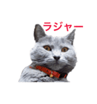 シャルトリュー（個別スタンプ：1）