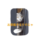 シャルトリュー（個別スタンプ：4）