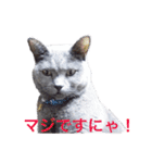 シャルトリュー（個別スタンプ：5）