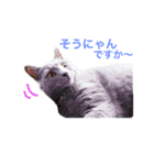 シャルトリュー（個別スタンプ：10）