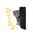パムのゆるい一言。（個別スタンプ：1）