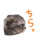 パムのゆるい一言。（個別スタンプ：2）