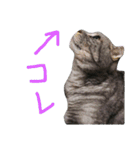 パムのゆるい一言。（個別スタンプ：3）