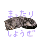 パムのゆるい一言。（個別スタンプ：4）