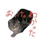 パムのゆるい一言。（個別スタンプ：5）
