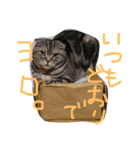 パムのゆるい一言。（個別スタンプ：6）