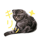 パムのゆるい一言。（個別スタンプ：7）
