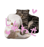 パムのゆるい一言。（個別スタンプ：8）