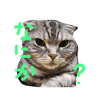 パムのゆるい一言。（個別スタンプ：9）