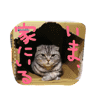 パムのゆるい一言。（個別スタンプ：10）