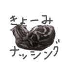 パムのゆるい一言。（個別スタンプ：12）