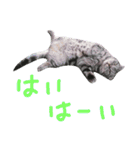 パムのゆるい一言。（個別スタンプ：13）