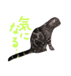 パムのゆるい一言。（個別スタンプ：15）