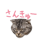 パムのゆるい一言。（個別スタンプ：16）