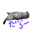 パムのゆるい一言。（個別スタンプ：17）