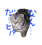 パムのゆるい一言。（個別スタンプ：20）