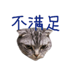 パムのゆるい一言。（個別スタンプ：21）