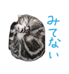 パムのゆるい一言。（個別スタンプ：22）