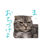パムのゆるい一言。（個別スタンプ：23）