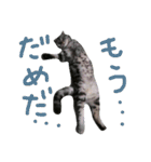 パムのゆるい一言。（個別スタンプ：24）