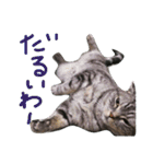 パムのゆるい一言。（個別スタンプ：25）