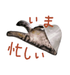 パムのゆるい一言。（個別スタンプ：26）
