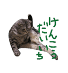 パムのゆるい一言。（個別スタンプ：31）