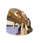 凛と陸（個別スタンプ：3）