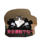 凛と陸（個別スタンプ：7）