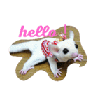 Momo＆House           フクロモモンガ（個別スタンプ：1）