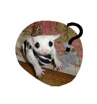 Momo＆House           フクロモモンガ（個別スタンプ：19）