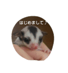 Momo＆House           フクロモモンガ（個別スタンプ：24）