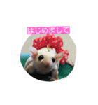 Momo＆House           フクロモモンガ（個別スタンプ：26）