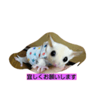 Momo＆House           フクロモモンガ（個別スタンプ：28）