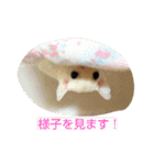 Momo＆House           フクロモモンガ（個別スタンプ：30）