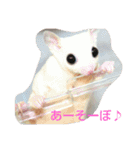 Momo＆House           フクロモモンガ（個別スタンプ：31）