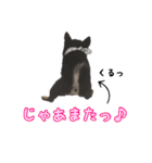 我が家の黒柴、小梅❤︎（個別スタンプ：1）