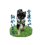 我が家の黒柴、小梅❤︎（個別スタンプ：4）