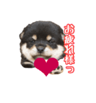 我が家の黒柴、小梅❤︎（個別スタンプ：6）