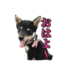 我が家の黒柴、小梅❤︎（個別スタンプ：16）