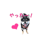 我が家の黒柴、小梅❤︎（個別スタンプ：21）