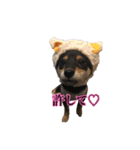 我が家の黒柴、小梅❤︎（個別スタンプ：23）