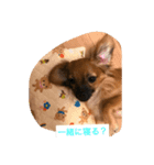 SORAKUNKAWAII（個別スタンプ：4）
