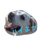 Love！ラドール（個別スタンプ：2）